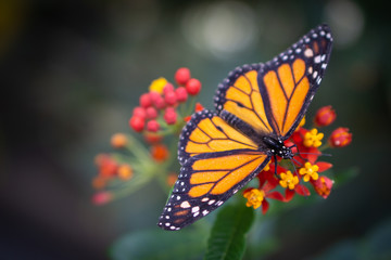 Monarch butterfly