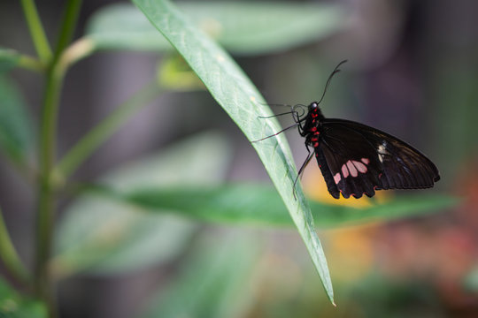 parides iphidamas butterfly
