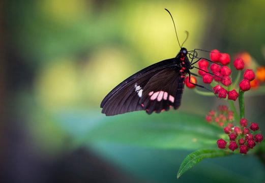 parides iphidamas butterfly