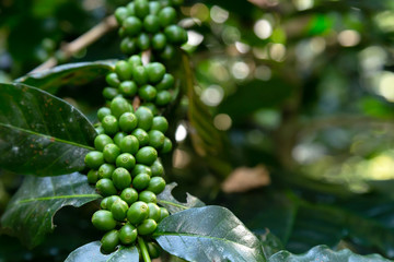 unripe organic green arabica coffee beans on stem and branch at the coffee plantation at Omkoi farm in Chiang Mai, Thailand.
