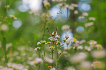 butterfly on white flowers