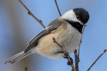 Obraz premium Chickadee