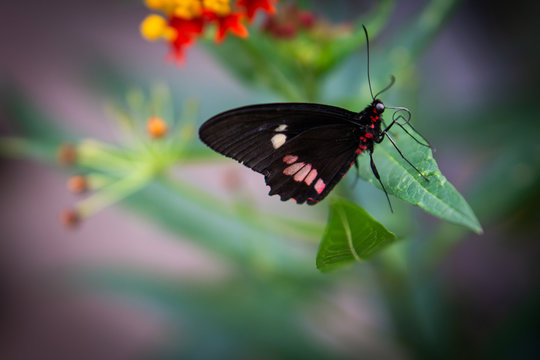 parides iphidamas butterfly