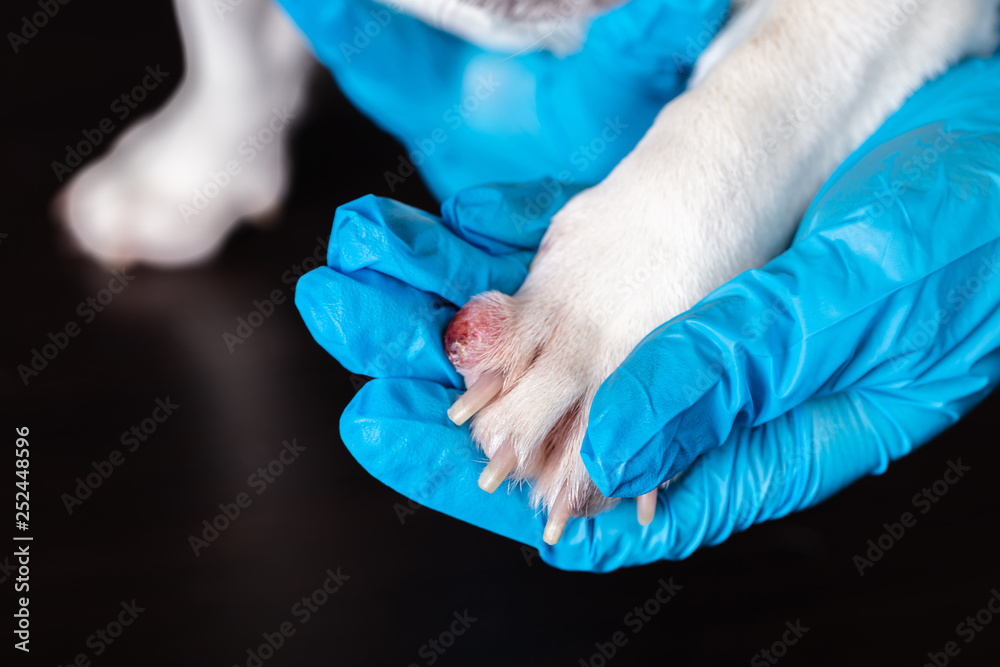 Wall mural vet examines wound on dog's paw