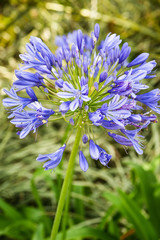 Purple flowers in the meadow 