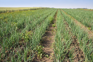 Farm garden with green onions during ripening. farm field with a big harvest. Summer business. Stock background, photo