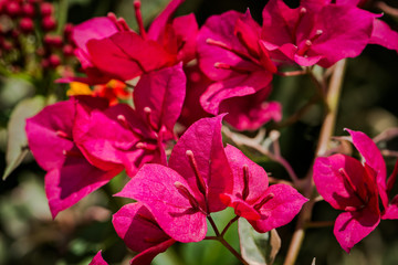Pink Bougainvillea
