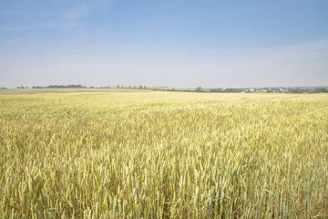 Farm garden sown wheat before maturation. farm field with a big harvest. Beautiful golden bread. Stock background, photo