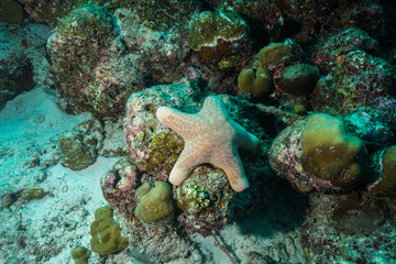Starfish at the Maldives