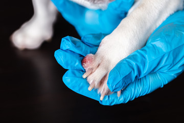 vet examines wound on dog's paw