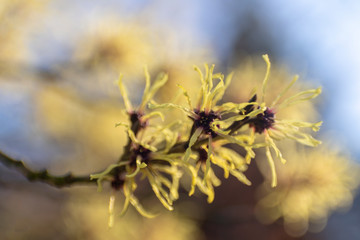 Hamamelis photographed with an inversed projector lens.