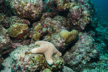 Naklejka na ściany i meble Starfish at the Maldives