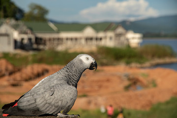 Close up macore bird parrot on blurred background.