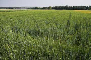Farm garden sown wheat before maturation. farm field with a big harvest. Beautiful golden bread. Stock background, photo