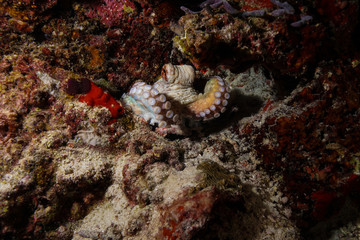 Octopus at the Maldives