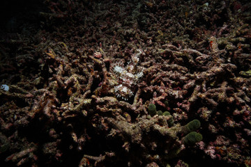 Scorpion fish camouflage at the Maldives