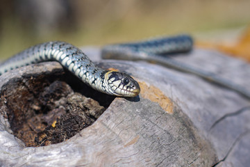 Terrible black snake basks in the sun and watches looking at the victim. Viper twisted on a log. Stock photo background
