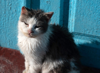 A stray dirty cat resting in the sun.