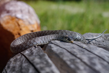 Terrible black snake basks in the sun and watches looking at the victim. Viper twisted on a log. Stock photo background