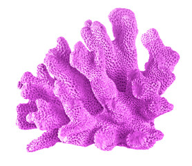 coral isolated on white background