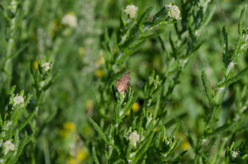 Green spring etudes in the northern Bulgaria