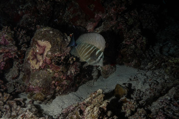 Naklejka na ściany i meble Sailfin fish at the Maldives