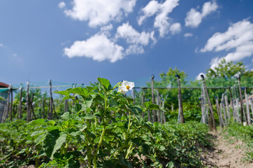 Fototapeta na wymiar Growing bio potatoes in the northern Bulgaria in the summer