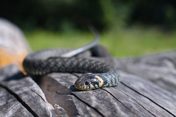 Terrible black snake basks in the sun and watches looking at the victim. Viper twisted on a log. Stock photo background