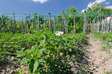 Fototapeta na wymiar Growing bio potatoes in the northern Bulgaria in the summer