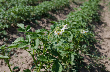 Growing bio potatoes in the northern Bulgaria in the summer