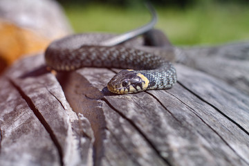 Terrible black snake basks in the sun and watches looking at the victim. Viper twisted on a log. Stock photo background