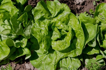 Growing bio lettuce in the northern Bulgaria in the summer