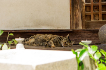 Close up of cute cat sleeping on engawa (wooden-floored corridor) in old Japanese temple in Hiroshima, Japan.