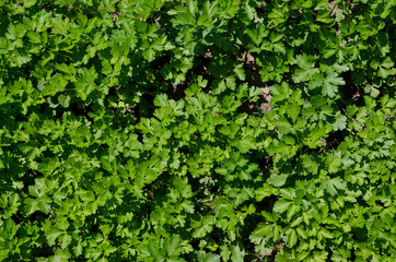 Growing bio herbs and vegetables in summer