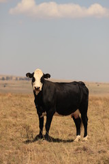 Organic agriculture - black cow in the pastures