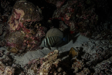 Sailfin fish at the Maldives