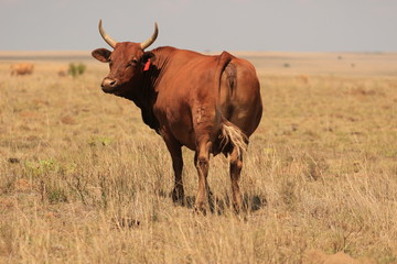 Organic agriculture - brown cow in the pastures