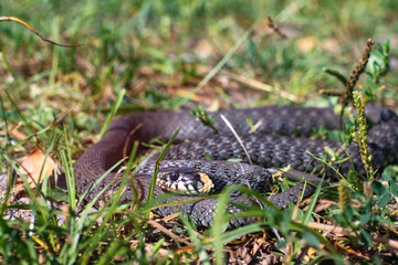 Terrible black snake basks in the sun and watches looking at the victim. Viper twisted on a meadow grass. Stock photo background