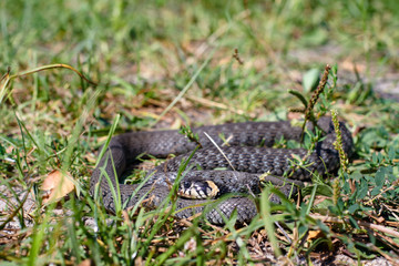 Terrible black snake basks in the sun and watches looking at the victim. Viper twisted on a meadow grass. Stock photo background