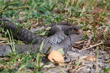 Terrible black snake basks in the sun and watches looking at the victim. Viper twisted on a meadow grass. Stock photo background