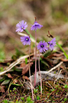 Alpen-Soldanelle (Soldanella alpina) - alpine snowbell or blue moonwort