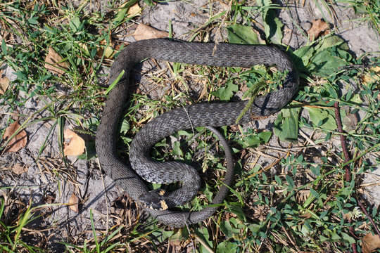 Terrible black snake basks in the sun and watches looking at the victim. Viper twisted on a meadow grass. Stock photo background