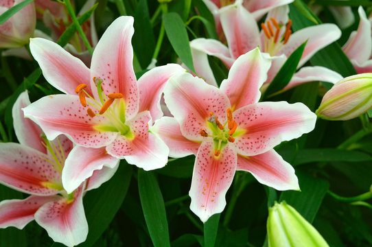 Lilium Dalian