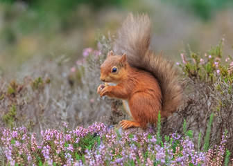 Naklejka na ściany i meble Red squirrel sitting in heather