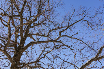 Tree branches (oak) without leaves against the blue sky. Snow on the branches. Frosty sunny day.