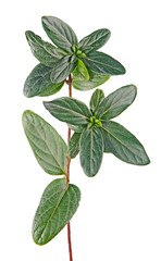 Fototapeta premium Close up of sapling