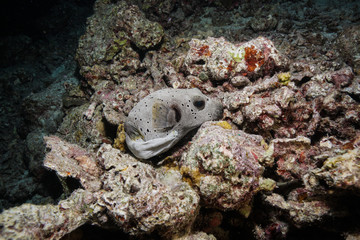 Puffer fish at the Maldives