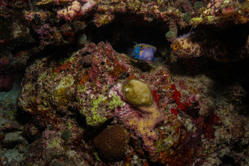 Obraz na płótnie Canvas Blue spotted box fish at the Maldives
