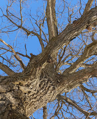 Oak. Tree trunk, bottom view. Nature in the winter season. Against the blue sky. Branches and trunk create an abstract pattern