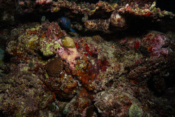 Naklejka na ściany i meble Blue spotted box fish at the Maldives